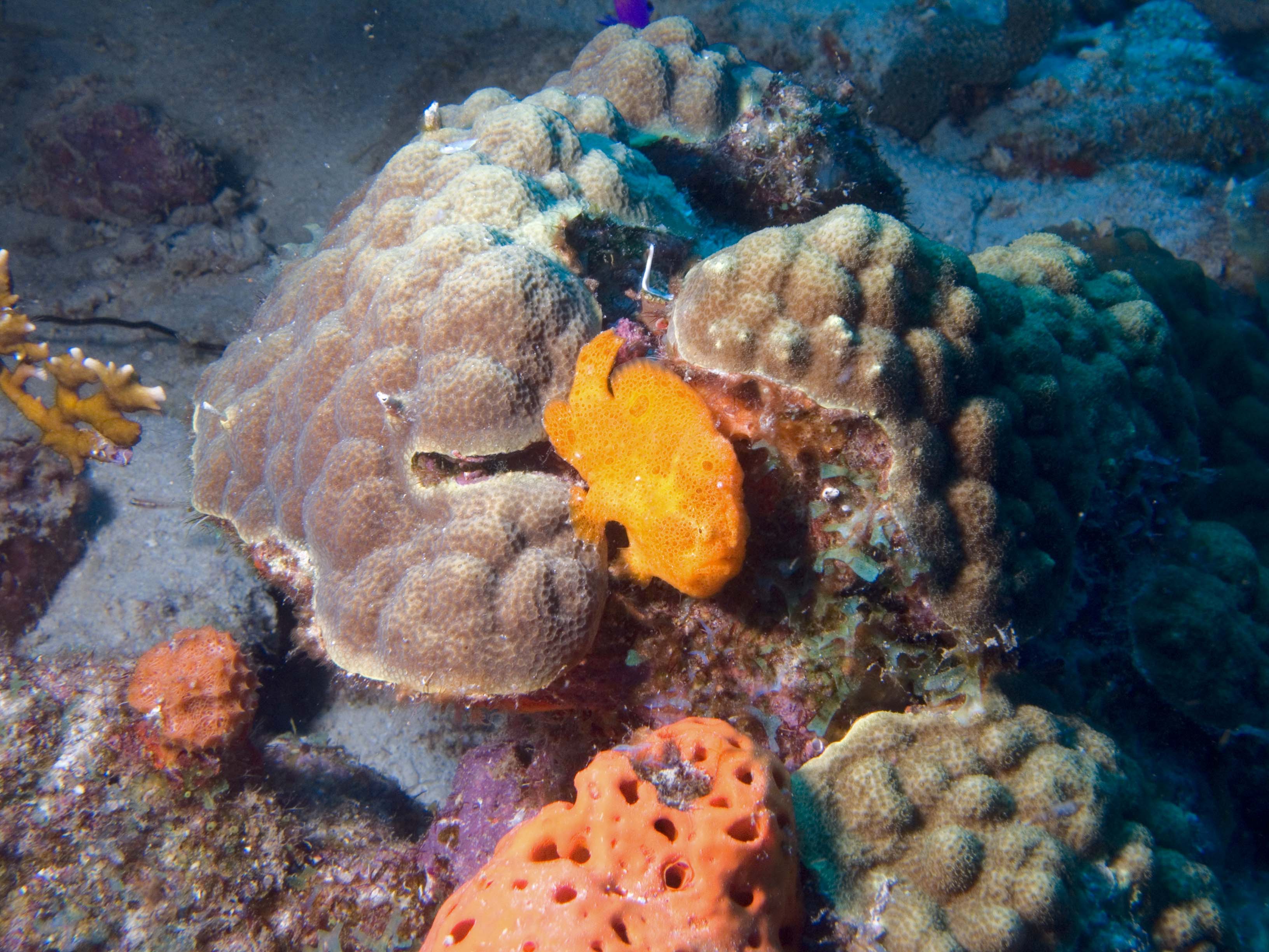 gal/Bonaire 2006/LongLureFrogfish.jpg